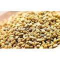 Methi seeds